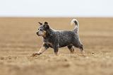BOUVIER AUSTRALIEN 245